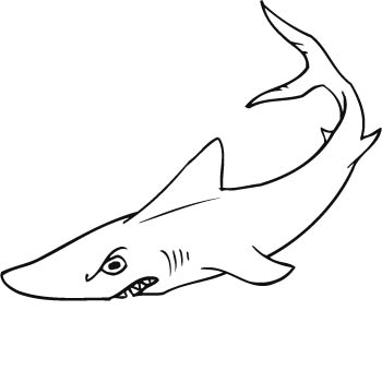 shark04-zmax