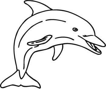 dolphin2-zmax